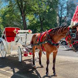 Nueva York: paseo oficial en carruaje de caballos por Central Park