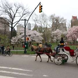 Nueva York: paseo en carruaje de caballos por Central Park