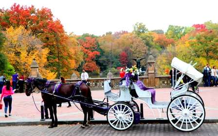 NYC: Paseo en coche de caballos por Central Park (hasta 4 adultos)