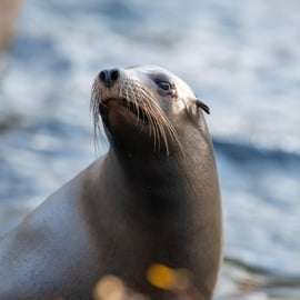 NYC: Ticket de acceso al zoológico del Bronx