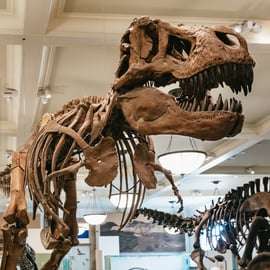 Nueva York: ticket de entrada al Museo Americano de Historia Natural