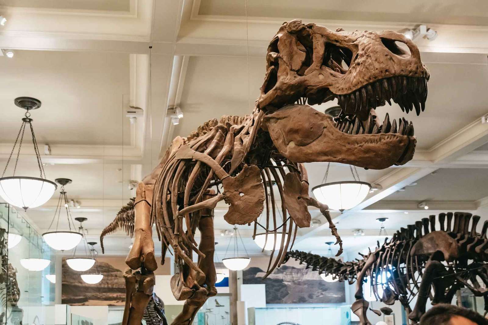 Nueva York: ticket de entrada al Museo Americano de Historia Natural