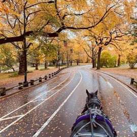 NYC: Paseo en coche de caballos por Central Park (hasta 4 adultos)