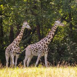 NYC: Ticket de acceso al zoológico del Bronx