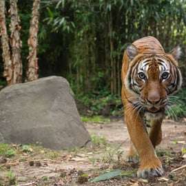 NYC: Ticket de acceso al zoológico del Bronx