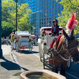 Nueva York: paseo oficial en carruaje de caballos por Central Park
