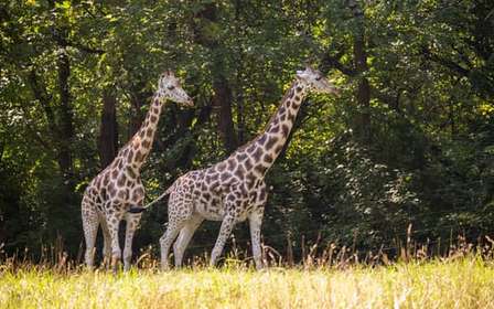 NYC: Ticket de acceso al zoológico del Bronx