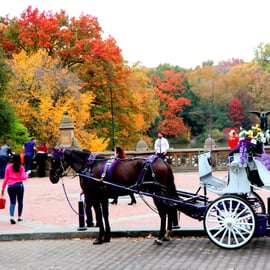 NYC: Paseo en coche de caballos por Central Park (hasta 4 adultos)