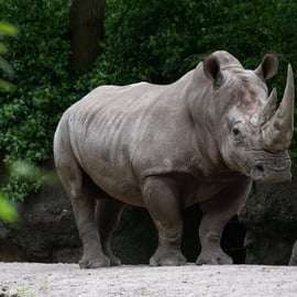 NYC: Ticket de acceso al zoológico del Bronx