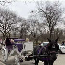 Nueva York: increíble paseo en carruaje de caballos por Central Park con guía