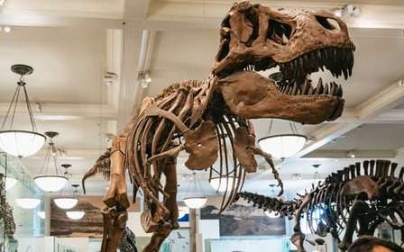 Nueva York: ticket de entrada al Museo Americano de Historia Natural