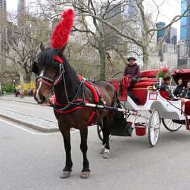 Nueva York: paseo en carruaje de caballos por Central Park