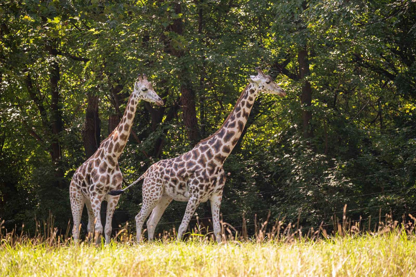 NYC: Ticket de acceso al zoológico del Bronx