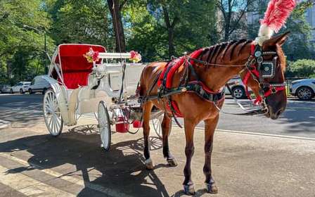 Nueva York: paseo oficial en carruaje de caballos por Central Park