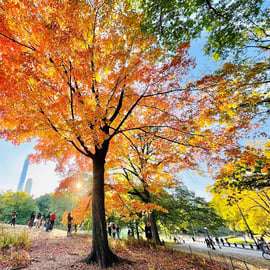 Nueva York: tour guiado en bici o bici eléctrica por Central Park